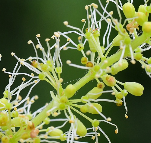 Vitis_rupestris_flowers.jpg