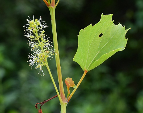 Vitis_rupestris_inflorescence1.jpg
