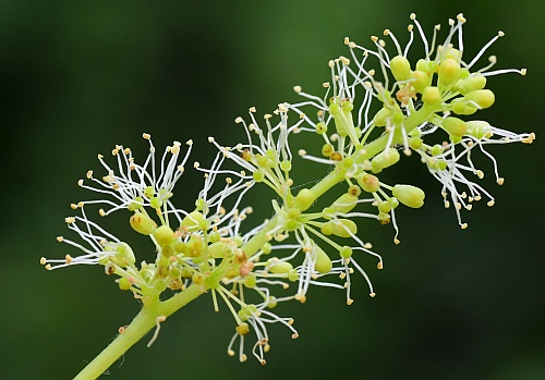 Vitis_rupestris_inflorescence2.jpg