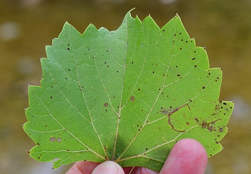 Vitis_rupestris_leaf1.jpg