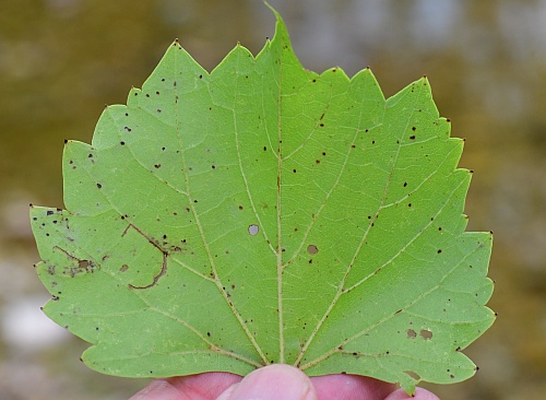 Vitis_rupestris_leaf2.jpg