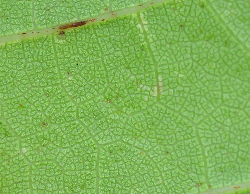 Vitis_rupestris_leaf2a.jpg