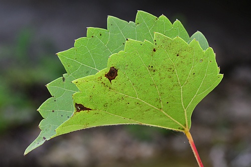 Vitis_rupestris_leaffold.jpg