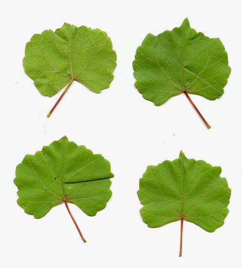 Vitis_rupestris_pressed.jpg