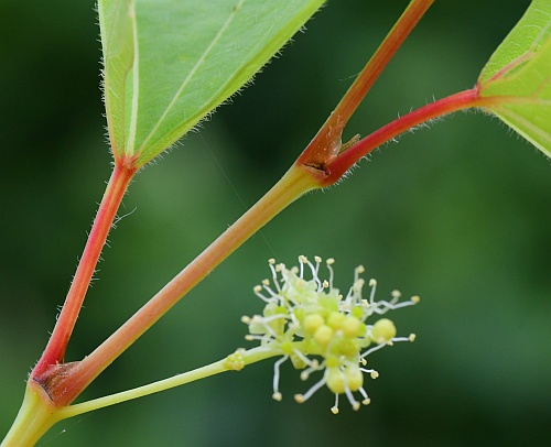 Vitis_rupestris_stem2.jpg