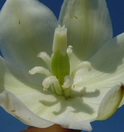 Yucca_flaccida_flower_close.jpg