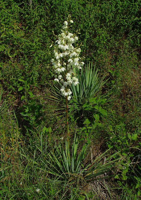 Yucca_smalliana_plant.jpg