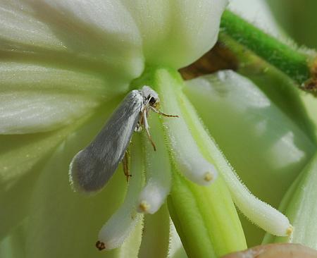 Yucca_smalliana_pollinator.jpg